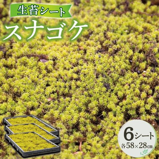 スナゴケ生苔6シート1セット【北海道・沖縄・離島　配送不可】