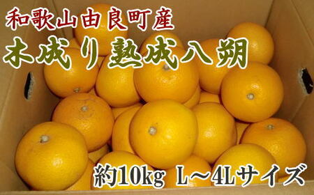【先行予約】【産直】和歌山由良町産 木成り熟成 八朔 約10kg（L～4Lサイズお届け）