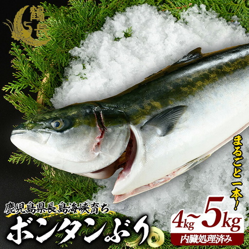 ボンタンぶりまるごと一本(内臓処理済) ぶり 柵 刺身 ブリ 切り身 鰤 1本 鮮魚 下処理済み 鮮魚 1匹 刺身 ぶりしゃぶ ぶりかま [鶴長水産]turu-7314R8