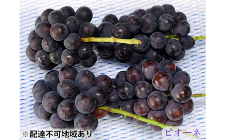 ニュー ピオーネ 3〜4房 約2kg 高梁市産 2026年 先行予約 しばくらぶどう園 葡萄 フルーツ 岡山 果物