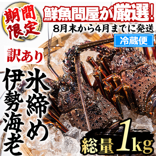 伊勢海老 ＜訳あり＞ 氷締め 2尾 総量1kg以上  伊勢海老 【江川商店】 【0343207a】