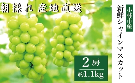 【2027年発送 】新鮮シャインマスカット2房 1.1㎏程度　シャインマスカット