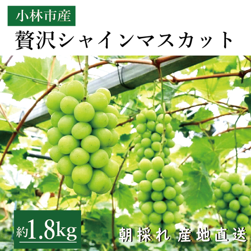 【令和8年発送 】贅沢シャインマスカット1.8kg程度（果実 フルーツ ぶどう マスカット 2026 人気 限定 宮崎 小林市）