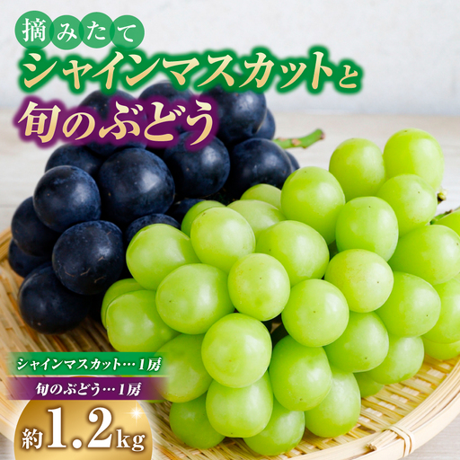 シャインマスカット と旬のぶどう 1.2kg程度 国産 フルーツ 果物 くだもの