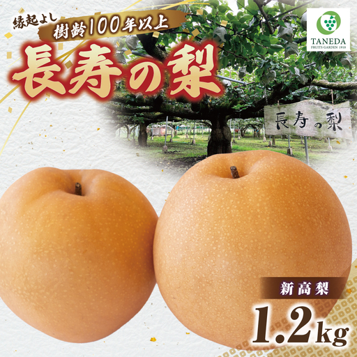 梨 樹齢100年以上・縁起のよい長寿の梨 1.2kg 新高 果物 くだもの 贈答用