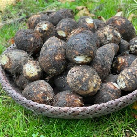 日本三大芋煮の里、津和野の大地で育てた泥付き里芋850g×2袋【1235627】
