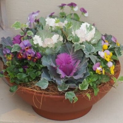 まるでお花のケーキ！葉ボタンの寄せ植え 苗木 
