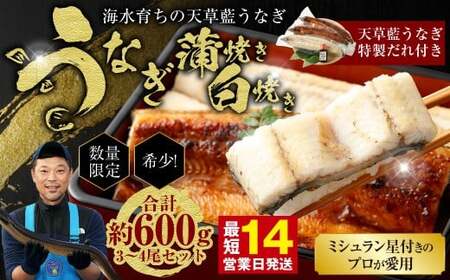 [ミシュラン星付きのプロが愛用]1日10セット限定!海水育ちの天草藍うなぎ 紅白3〜4尾セット[合計約600g]数量限定!! 鰻 ウナギ うなぎ うなぎ蒲焼 鰻の蒲焼 うなぎ 国産 白焼き [2026年6月下旬より順次発送予定]