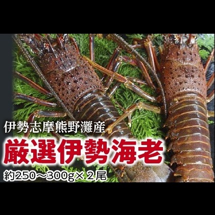 伊勢志摩　熊野灘の厳選　伊勢海老　２尾　約500～600ｇ／鈴木水産　生食可能　海鮮　エビ　度会町