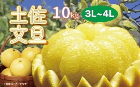 文旦 10kg 楽木工房 の 土佐文旦 家庭用 [3L〜4Lサイズ] [1406-3]
