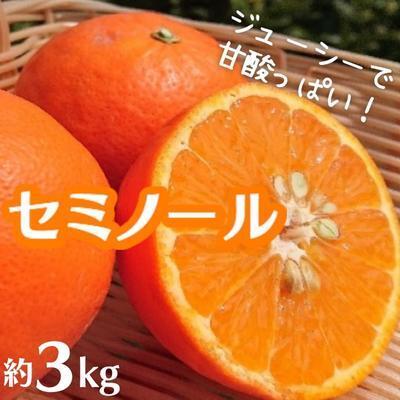 セミノール 約3kg 果物類 柑橘類 フルーツ