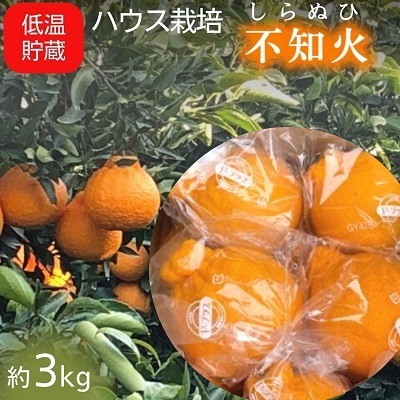 不知火 低温貯蔵 ハウス 柑橘 不知火[約3kg][先行予約]