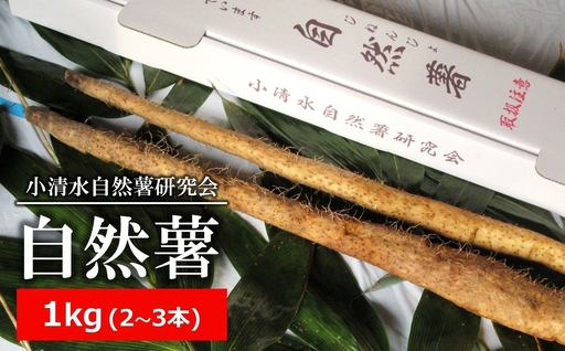 [先行予約・数量限定]小清水の自然薯 1kg(2〜3本入) じねんじょ 山芋 とろろ[ZB324]
