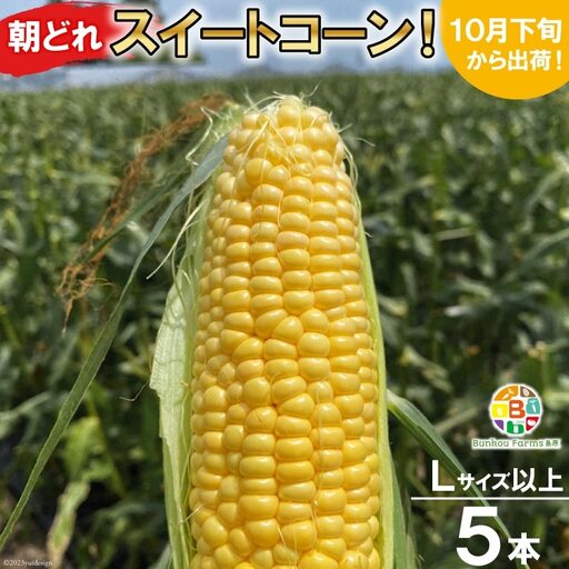 BF110 10月下旬から出荷！「朝どれスイートコーン！」Lサイズ以上×5本セット【全国的にも珍しい秋季出荷】