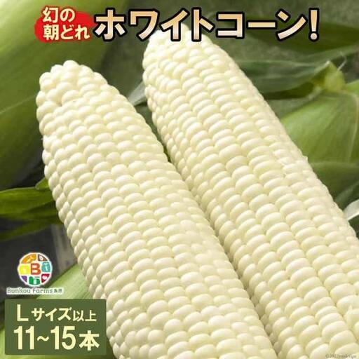 BF114 10月下旬から出荷！「幻の朝どれホワイトコーン！」Lサイズ以上×11～15本セット【全国的にも珍しい秋季出荷】