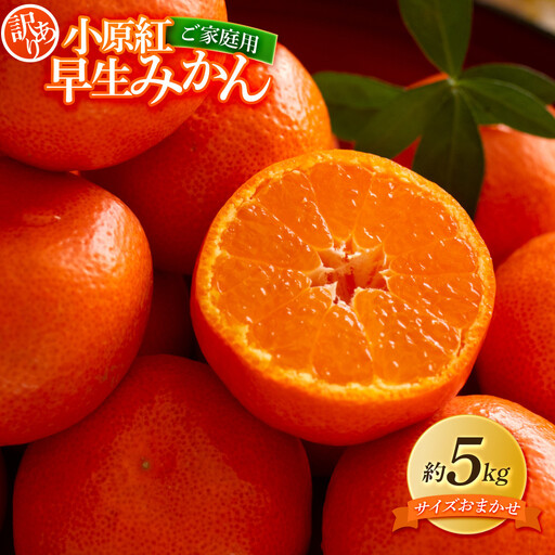 [訳あり]ご家庭用 小原紅早生みかん(サイズおまかせ)約5kg[2026年11月中旬〜2027年1月中旬配送] みかん
