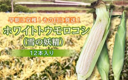 ＜2027年発送＞ ホワイトトウモロコシ（雪の妖精）12本入り 白 とうもろこし ホワイト トウモロコシ 雪の妖精 野菜 食品 F20E-698