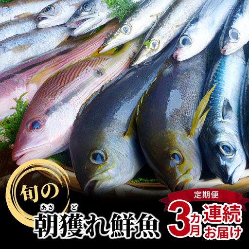 S059-T01A_【定期便3回】旬の朝獲れ鮮魚を3ケ月連続お届け♪