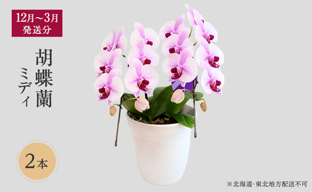 胡蝶蘭 ミディ 2本 冬春発送 花色選択 胡蝶蘭