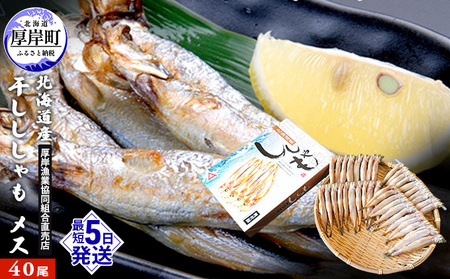 北海道産干しししゃも メス 40尾 干物  ししゃも