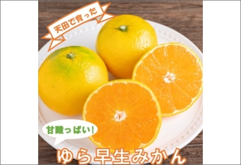 【0771-3】希少！天田で育ったゆら早生みかん（紀州和歌山）A級5kg