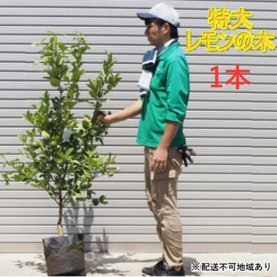 鉢植え レモンの木 特大サイズ 1本 苗木 檸檬 鉢植え