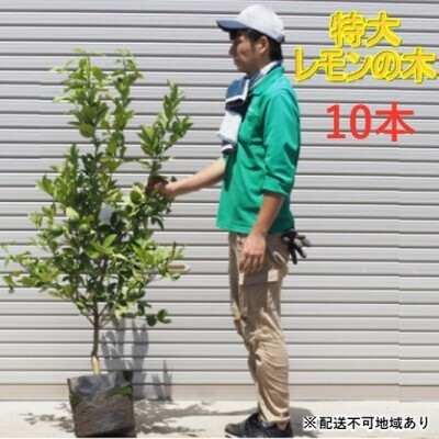 鉢植え レモンの木 特大サイズ 10本 配送不可 北海道 沖縄 離島 苗木 