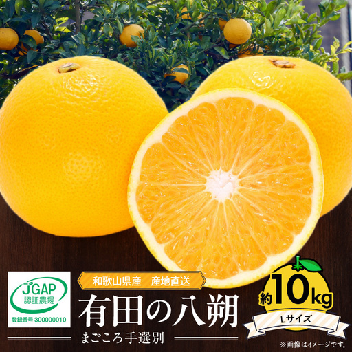 【2027年先行予約】和歌山県産 有田の八朔 (はっさく) 約10kg 【Mサイズ】まごころ手選別 _ZE6074n