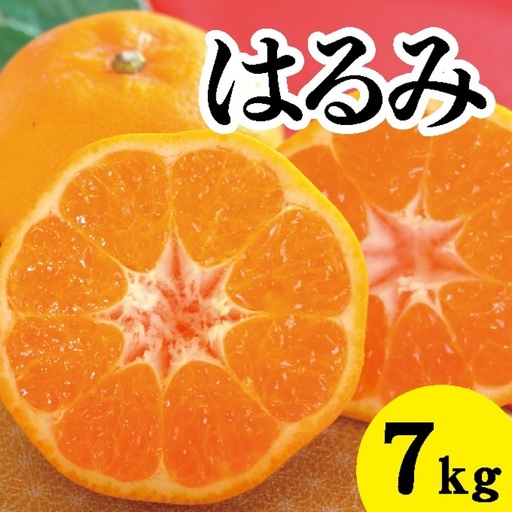 みかん 柑橘 【先行受付】【2027年2月以降発送】甘くてジューシー！瀬戸内さぎしまのはるみ ＜約7kg＞  広島 三原 佐木島 鷺島みかんじま みかん 017023