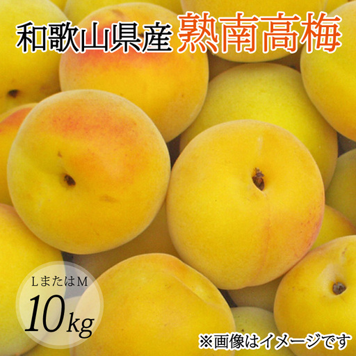【梅干・梅酒用】（LまたはM－10Kg）熟南高梅＜2027年6月上旬～7月上旬ごろに順次発送予定＞【art013B】