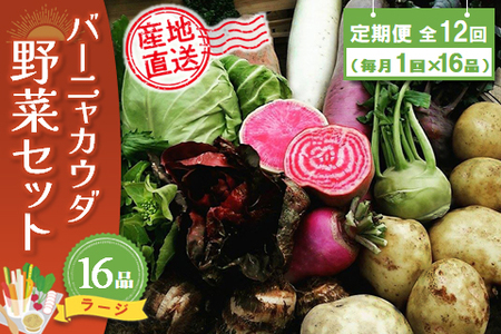 年間定期便12回 バーニャカウダ野菜セットラージ 16品 (H078122)