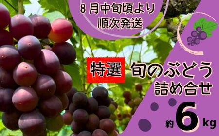 Y5 特選 ぶどう の詰合せ 約6kg [ ブドウ 葡萄 詰め合わせ セット 贈答 藤稔 紫玉 ピオーネ シャインマスカット ギフト 自宅用 ]