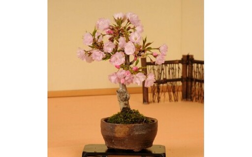 【39-03】 養庄園 桜盆栽