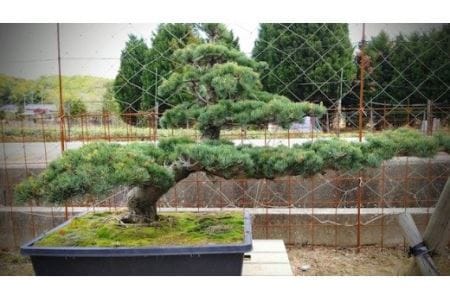 [46-06] 岩崎正光園 五葉松(鉢植え)