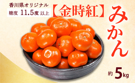 香川県オリジナルみかん 「金時紅」 約5kg