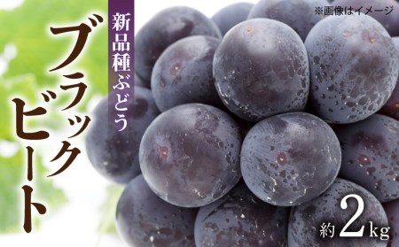 ぶどう「ブラックビート」 約2kg