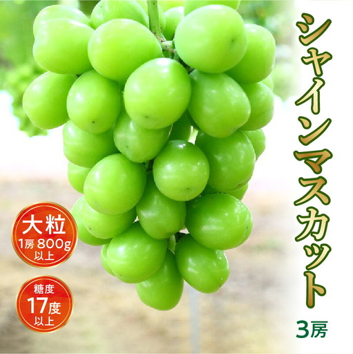 【8月下旬より発送】シャインマスカット大粒 3房【800g以上】【糖度17度以上】