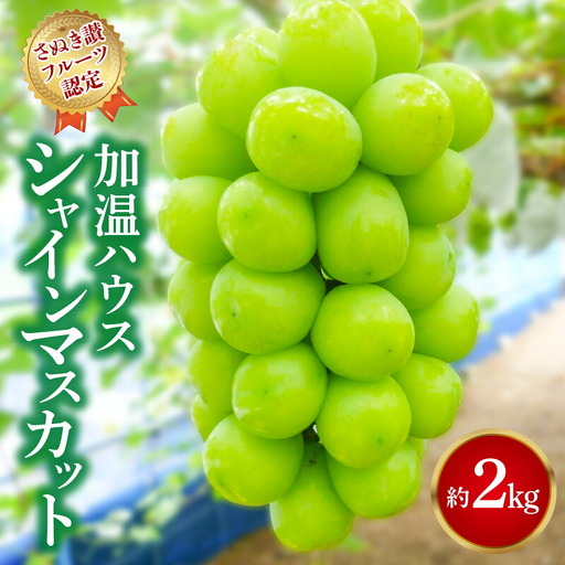 【7月上旬から】【さぬき讃フルーツ】加温ハウス シャインマスカット 約2kg