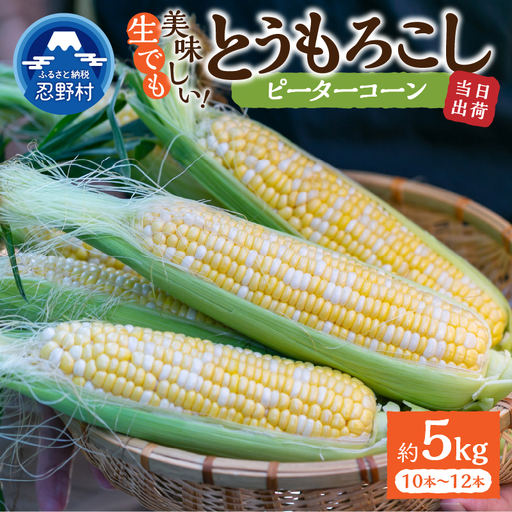 富士北麓忍野村の気候、水、自然で作られた朝採りトウモロコシ（ピーターコーン）（約5kg）
