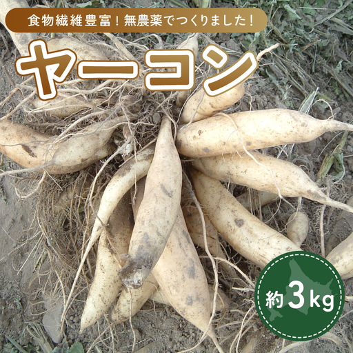 ヤーコン 3kg OTE001 | ヤーコン