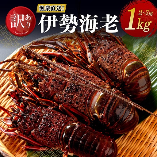 【訳あり！】【漁協直送！】冷凍伊勢海老1kg（2～7尾） 【 伊勢海老 イセエビ 訳あり 魚介 】