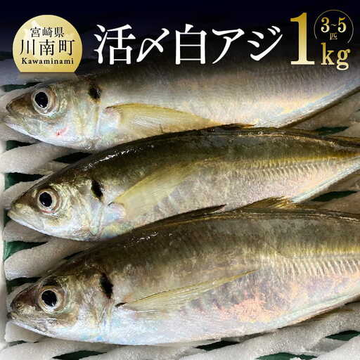 日向灘獲れ！活〆白アジ１kg 【 魚 魚介 魚介類 鮮魚 さかな 白アジ 日向灘 神経締め 刺身 塩焼き 血抜き 新鮮 海の幸  鰺 魚 あじ アジ 宮崎県 川南町 送料無料 鮮魚 】