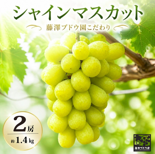 【シャインマスカット】 約1.4kg 2房 産地直送 ぶどう フルーツ 人気 マスカット ブドウ  【 藤澤ブドウ園 】