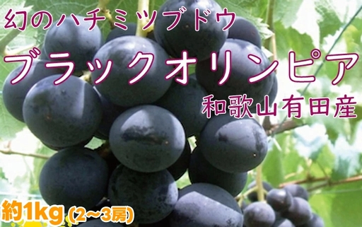 ブラックオリンピア 約1kg （2〜3房） / ぶどう 甘い 和歌山 ※8月上旬～下旬に順次発送予定 ※北海道・沖縄・離島への配送不可 【nuk502-bla-1A】