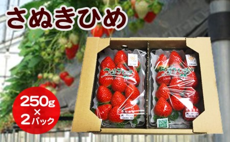 いちご さぬきひめ DXパック 香川県産 いちご【500g(250g×2)】【12〜1月発送】