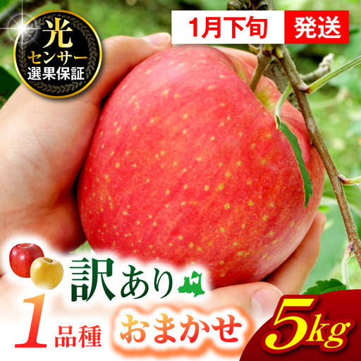 【2027年1月下旬発送】【訳あり】 旬の美味しい りんご 約5kg 青森県産 【おまかせ1品種】 りんご