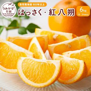 自然栽培歴　60年以上　はっさく・紅八朔　6kg