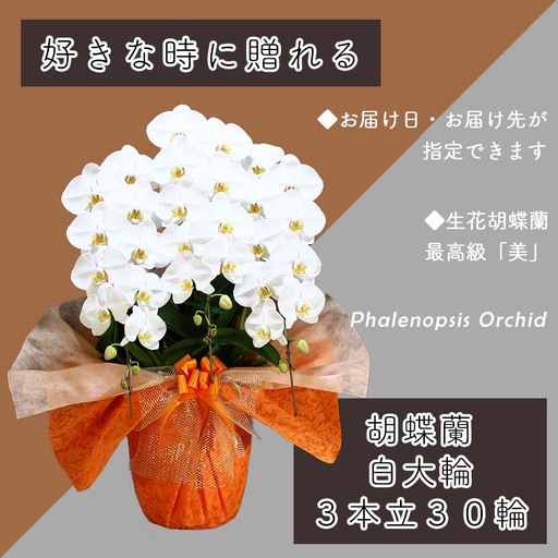3本立て 胡蝶蘭 30輪～33輪 白色【木製大型木札 または メッセージカード 付き】