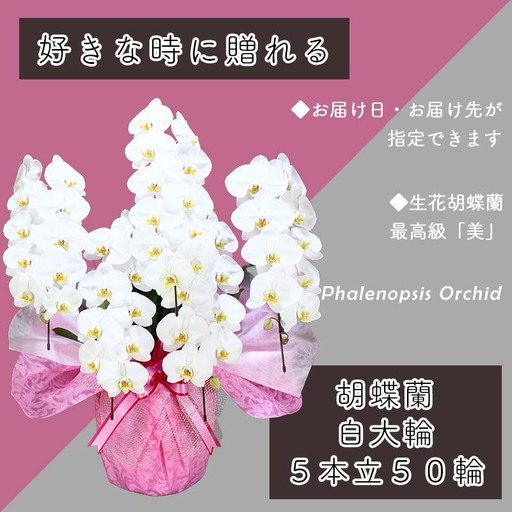 5本立て 胡蝶蘭 50輪～60輪 白色【木製大型木札 または メッセージカード 付き】