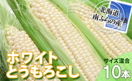 とうもろこし 北海道 朝採り トウモロコシ ホワイト 10本 サイズ混合 南ふらの産 ホワイトコーン 産地直送 旬 野菜 旬の野菜 コーン とうきび トウキビ 夏野菜 夏 2026年発送
